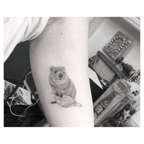 Never even heard bout the young Quokka creature before this tattoo, he's neat #halfneedle Quokka Tattoo, Oz Tattoo, Dr Woo, Botanical Tattoo, Animal Icon, Nature Tattoos, Skin Art, Piercing Tattoo, Animal Tattoos