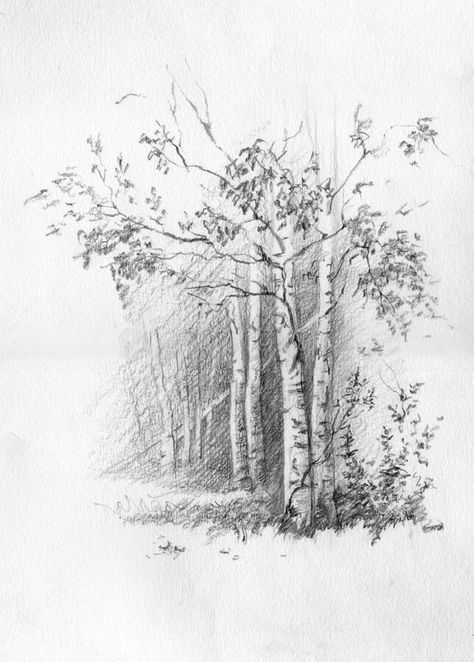 Tree Pencil Sketch, Forest Sketch, Landscape Pencil Drawings, Tree Drawings Pencil, Forest Drawing, Pencil Trees, Tree Sketches, Landscape Sketch, Beauty Art Drawings