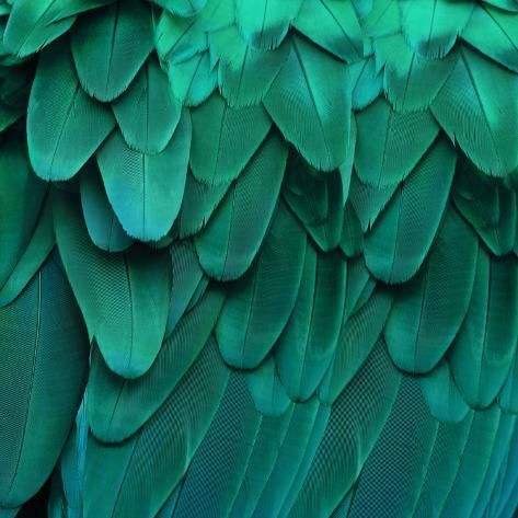 size: 12x12in Art Print: Feathered Friend - Aqua by Julia Bosco : Stock Paper, Painting Edges, Fine Arts Posters, Stretched Canvas Prints, High Quality Art Prints, Photography Print, Find Art, Stretched Canvas, Art Poster