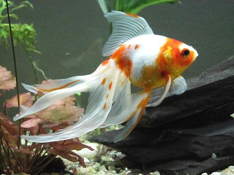 Popular Goldfish Types and Pictures | Exotic Tropical Ornamental Fish Photos With Names | Fish Secrets Goldfish, Swimming, Fish, Orange, Water, White