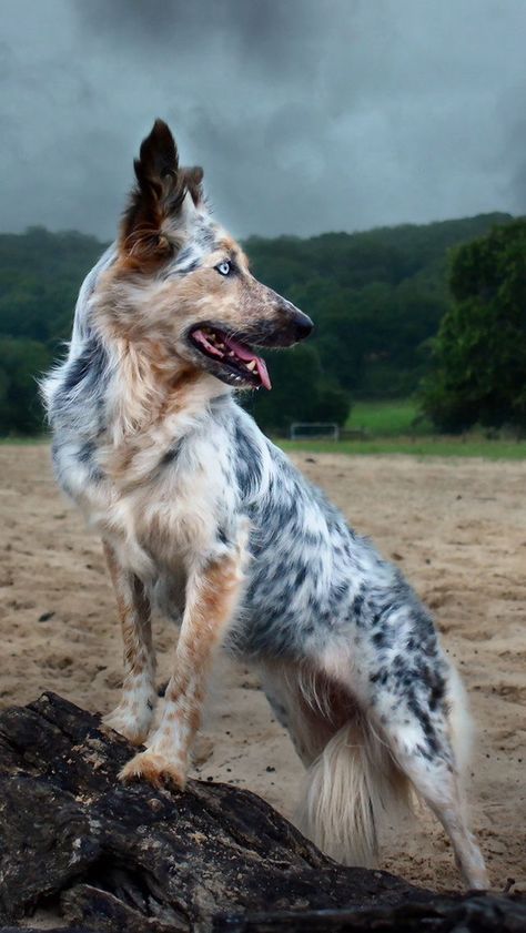 German Shepherd Australian Shepherd mix Australian German Shepherd, Australian Shepherd Husky, German Shepherd Husky Mix, Dog Background, Beautiful Dog Breeds, Shepherd Mix Dog, German Shepherd Mix, Australian Shepherd Mix, What Kind Of Dog