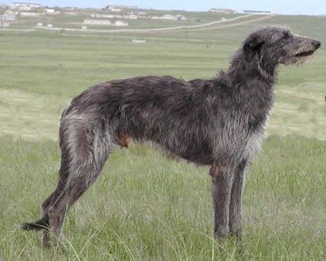 British Dog Breeds, Worlds Biggest Dog, Wolfhound Puppies, Irish Wolfhound Puppies, Tall Dog, Scottish Animals, British Dog, Hounds Of Love, Scottish Deerhound