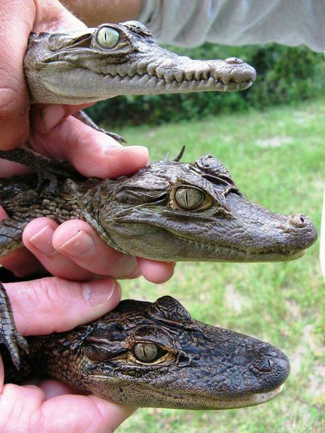 Un cocodrilo , un Caimán y un lagarto vez las diferencias..? American Crocodile, American Alligator, Cute Reptiles, Interesting Animals, Animal Facts, Crocodiles, Reptiles And Amphibians, The Palm, Nature Animals