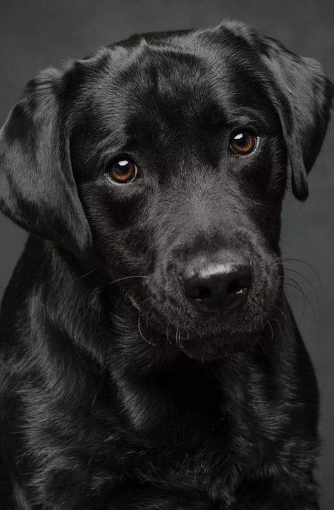 Labrador Nero, Wallpaper Dog Aesthetic, Animals And Pet Supplies, Labrador Noir, Dog Tattoo Ideas, Black Labs Dogs, Wallpaper Dog, Dog Portraits Art, Aesthetic Dog