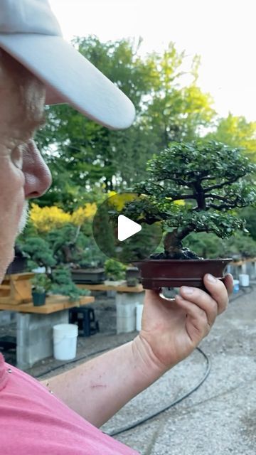 25K views · 3.1K likes | David Easterbrook on Instagram: "Little makeover for a Chinese elm💈 🌳Follow🌳 @davideasterbrookbonsai For more work on miniature trees #BonsaiSociety #DavidEasterbrook #Bonsai #BonsaiArt #BonsaiGram" Chinese Elm Bonsai, Elm Bonsai, Bonsai Art, Miniature Trees, February 13, Work On, Miniatures, Trees, On Instagram