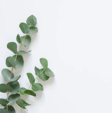 Premium Photo | Eucalyptus leaves on white background flat lay top view copy space White Flower Bouquet, Leaves Background, Search By Image, White Poppy, Leaf Background, Beautiful Bouquet Of Flowers, Flower Branch, Eucalyptus Leaves, Heart Decorations