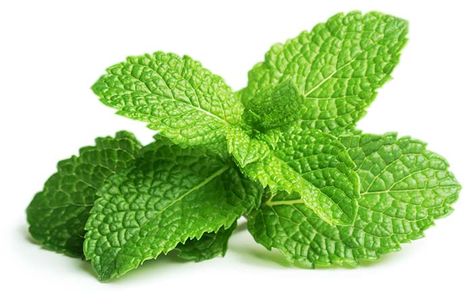 10 Benefits Of Mint (Pudina) For Skin And 11 Ways To Use It Cocktail Vodka, Peppermint Plants, Homegrown Food, Herb Garden Kit, Capsule Coffee Machine, Mint Oil, Organic Lip Balm, Smart Garden, Indoor Herb Garden