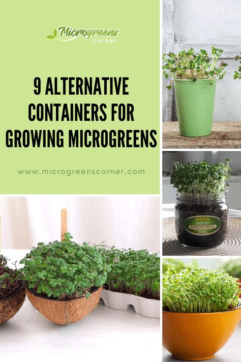 Microgreens grown in various containers Growing Microgreens Outdoors, Hydroponic Microgreens Diy, Microgreen Container Ideas, Diy Microgreens At Home, Microgreens Growing Indoor Setup, Indoor Microgreens Garden, Growing Microgreens At Home, Diy Micro Greens, How To Eat Microgreens