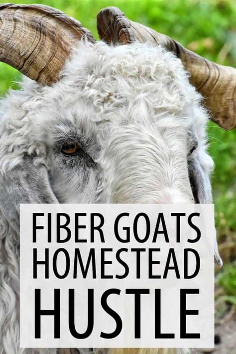 Here's everything you need to know about how and why you should raise fiber goats - and how to turn it into a side business. #goats #homesteading #livestock Nigora Goat, Goat Knowledge, Pygora Goats, Fiber Farm, Alpaca Facts, Fiber Animals, Types Of Goats, Miniature Goats, Keeping Goats