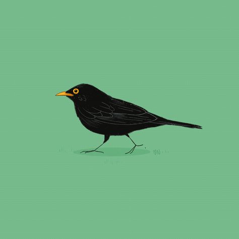 Aardman Animations, Animation Illustration, Bird Gif, Basic Drawing, Motion Graphics Design, Animation Movie, Animation Reference, Illustration Character, Scientific Illustration