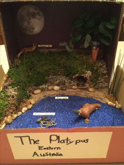 Platypus in its natural habitat diorama - Grade 6 Biodiversity Project Australia Diorama, Platypus Habitat, Wildlife Projects, Gravity Lessons, Habitat Diorama, Biodiversity Project, Science Area, Habitats Projects, Shoebill Stork