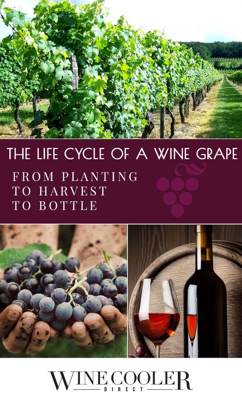 Small Vineyard Ideas, Starting A Vineyard, Starting A Winery, Backyard Vineyard, Growing Wine Grapes, Red Wine Benefits, White Wine Sangria Recipe, Grapevine Growing, Grape Vineyard