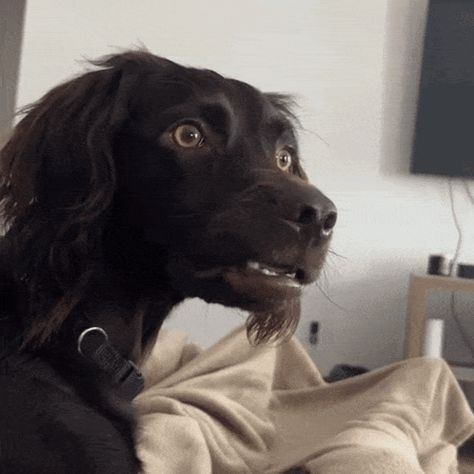 Bobawooyo Dog Confused GIF - Bobawooyo Dog confused Dog huh - Discover & Share GIFs Dog Puppet, Surprised Dog, What Gif, Funny Stick Figures, Smile Gif, Dog Animation, Dog Funny, We Bare Bears, Bare Bears