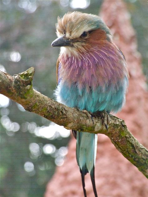 Lilac-breasted Roller Lilac Breasted Roller, Bird Pictures, Colorful Birds, Animals Of The World, Beautiful Birds, Old World, Lilac, Birds, Animals