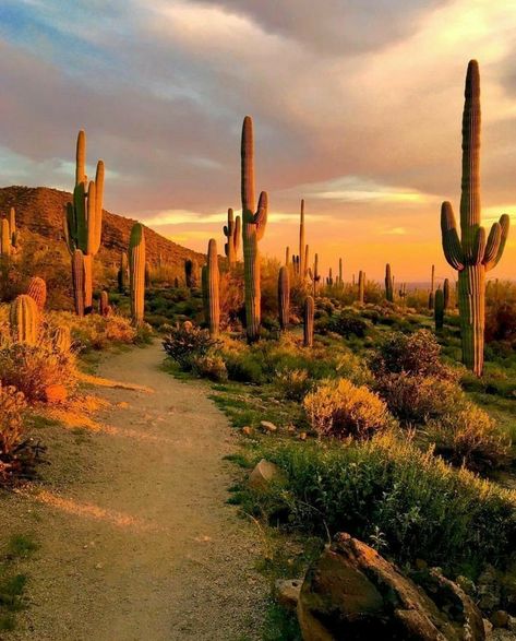 Beautiful Arizona Desert Arizona Landscape, Desert Dream, Desert Life, Arizona Desert, Southwest Desert, Desert Sunset, Sonoran Desert, Tucson Az, Desert Landscaping