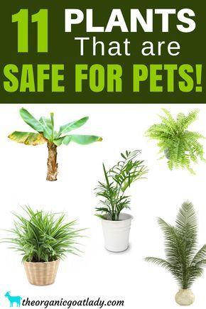 11 Plants That Are Safe For Pets, Houseplants Safe For Cats and Dogs, Indoor Plants Safe For Cats and Dogs, Non Toxic Plants For Cats and Dogs, Gardening Tips House Plants Safe For Cats, Indoor Plants Safe For Cats, Plants Safe For Cats, Houseplants Safe For Cats, Safe House Plants, Cat Friendly Plants, Big Indoor Plants, Dogs House, Toxic Plants For Cats