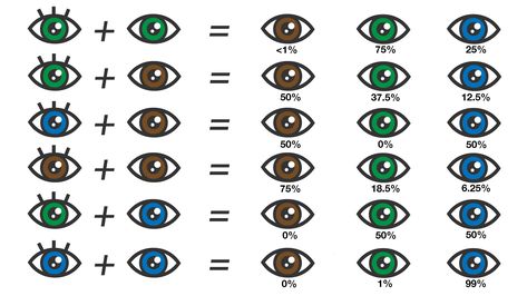 Eye Color Chart: What Color Eyes Will My Baby Have? Hazel Eye Color, Eye Color Chart Genetics, Eye Color Chart, Color Eyes, Mama Natural, Baby Eyes, Face Swaps, Hazel Eyes, Color Chart