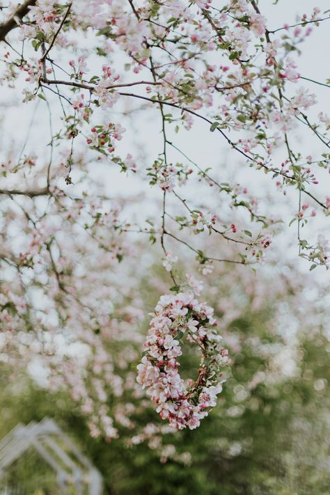 Plant, flower, blossom and pottery | HD photo by Daiga Ellaby (@daiga_ellaby) on Unsplash Cherry Blossom Wallpaper, Blue Planet, Spring Mood, Plant Wallpaper, Plant Flower, Wallpapers Iphone, Spring Blossom, Apple Blossom, Hello Spring