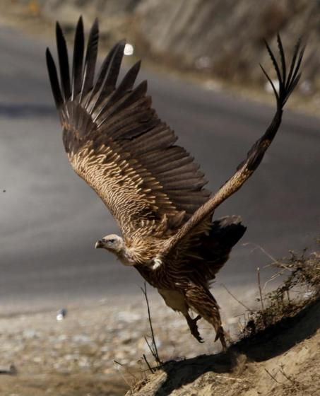 Griffin Vulture, Flying Vulture, Cape Vulture, Vulture Flying, Vulture Bird, Griffon Vulture, Raptors Bird, City Zoo, Tattoo Nature