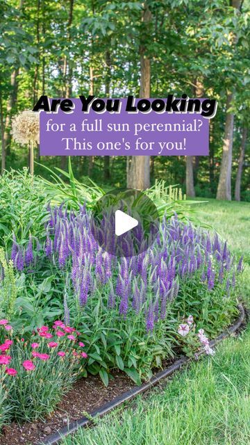 🌸 Mary Ann ~ Seasonal Home & Garden Tips. on Instagram: "Explained further below 👇🏻
.
🌿 Are you looking for a full sun perennial? This ones for you!
.
🌿 I adore this Veronica called Magic Show ‘Wizard of Ahhs’ from Proven Winners. 
.
🌿 Yes, it literally makes you go “Ahhhhh” when you look at it!
.
🌿 It forms breathtaking spiky flowers that are mesmerizing in appearance. 
.
🌿 It’s a low growing compact perennial (height: 14-16”, spread: 18-22”) that packs a punch in flowers.
.
🌿 It loves full sun, but will tolerate part shade. 
.
🌿 Hardy in zones: 4-8. 
.
🌿 Pollinators love it! 
.
🌿 Perfect perennial to use in a border in your garden. 
.
🌿 I cut mine back after flowering for additional blooms. 
.
🌿 For all of you looking for a deer resistant perennial. Here you go! 🙌🏻
.
#Per Full Sun Flower Bed Ideas, Perennials For Sun, Perennial Garden Ideas, Spiky Flowers, Veronica Plant, Deer Resistant Perennials, Full Sun Perennials, Landscape Plants, Sun Perennials