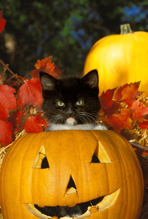 8 Absolutely Delightful Photos of Kittens and Their Pumpkins Halloween Pet Safety, Cat Pumpkin Carving, Fall Cats, Pumpkin Photos, Cat Pumpkin, Black Kitten, Halloween Images, Halloween Animals, Cat Aesthetic