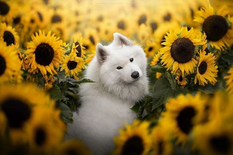 Sunflower Photoshoot Ideas, Sunflower Photoshoot, Animal Photoshoot, Spitz Dogs, Dog Obsessed, Samoyed Puppy, Animal Categories, Dog Poses, Samoyed Dogs