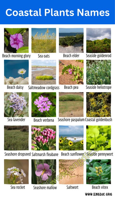 Coastal plants are plant species that are adapted to grow in coastal regions, particularly in areas where land meets the sea. These plants have unique characteristics that allow them to withstand saltwater exposure, high winds, and other environmental factors prevalent in coastal ecosystems. Coastal Plants Names Below are the names of 50 coastal plant names: Beach morning glory Sea oats Beach elder Seaside goldenrod Beach daisy Saltmeadow cordgrass Beach pea Seaside heliotrope Sea lavender Be... Beach Plants Coastal Gardens, Seaside Goldenrod, Beach Theme Garden, Beach Landscaping, Beach Plants, Fantasy Plants, Plants Names, Coastal Plants, Ocean Garden