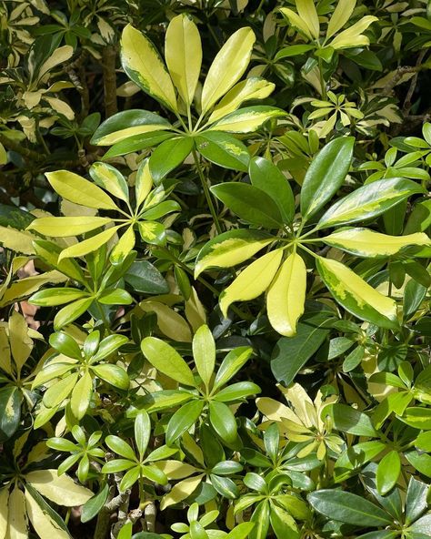 Rachel’s Plants on Instagram: “Variegated Schefflera Arboricola or Umbrella Plant ☂️ 🌿 #houseplantclub #houseplants #marylandplanthobbyists #plantspo…” Schefflera Arboricola, Umbrella Plant, Zebras, House Plants, Umbrella, Plants, On Instagram, Instagram