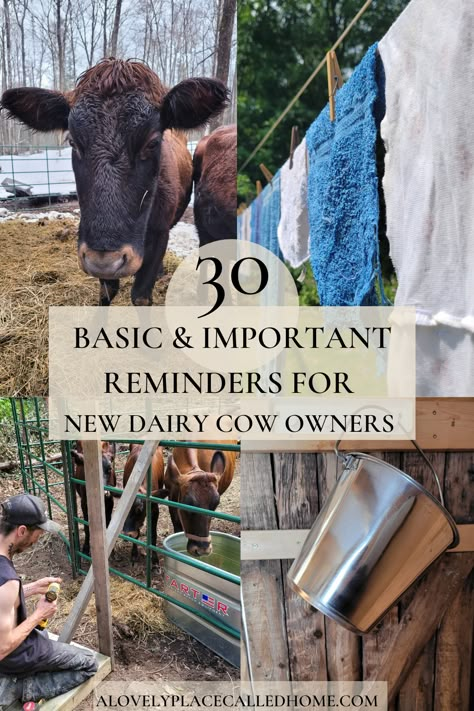 Cow Farm Design, Cow Ranch, Ranching Life, Cow Care, Cow Milking, Miniature Cattle, Homesteading Animals, Raising Cattle, Homestead Animals