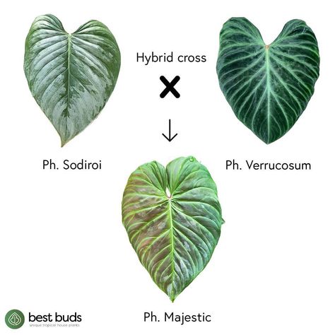 Best Buds | Rare plants shop on Instagram: “Botanics for the plant enthusiastic part 4 🌿. ​Philodendron Majestic was crossed by an unknown hybridizer and named by Neil Crafter.…” Philodendron Majestic, Clay Pins, Dream Plants, Tropical House, Plant Identification, Garden Girls, Best Bud, Exotic Plants, Rare Plants