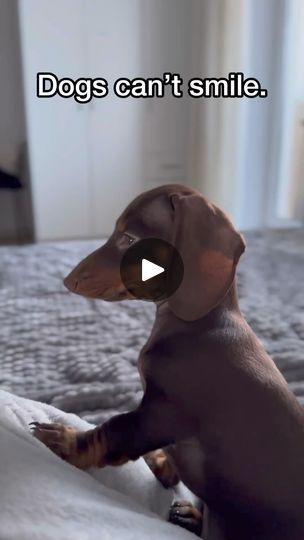 16K views · 489 reactions | #dachsundsofinstagram #dachshundlife #dachshundoftheday #dachshund_corner #dachundbabygirl #dachundlove #dachshundaddict #dachshundproblems #dachshundobsessed #dachshundpuppy #dachshundmix #dachshundnation #dachshundsofig #dachshundfamily #dogslover #sausagedog #sausagedogcentral | Christina Parks | Taylor Swift · You Belong With Me Silver Dapple Dachshund, Dapple Dachshund, Dachshund Mix, You Belong With Me, Dachshund Puppy, Sausage Dog, Dachshund, Taylor Swift, Swift