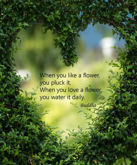 Valentines Day Love Quotes, Doterra Balance, Get Out Of Your Head, Inspirational Love Quotes, Inspirational Love, Garden Quotes, Essential Oil Perfume, I Love You Quotes, Flower Quotes