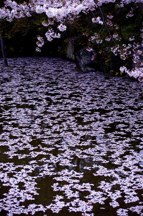 Sakura Petals, Kyoto, Japan Cherry Blossom Petals, Purple Stuff, Cool Winter, Purple Love, All Things Purple, Belleza Natural, Nature Beauty, Beautiful World, Secret Garden