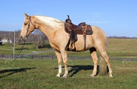 Camping In Tennessee, Trail Horse, Horse For Sale, Horse Breeder, Tennessee Walking Horse, Majestic Unicorn, Equine Therapy, Walking Horse, Horses For Sale