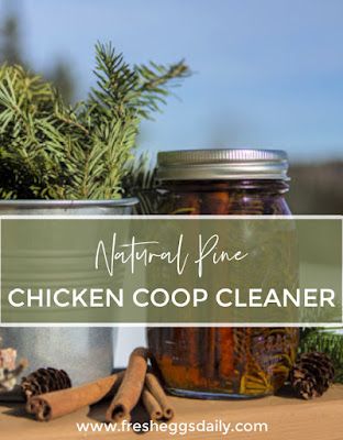 Chicken Coop Cleaner, Natural Chicken Coop, Coop Cleaner, Chicken Keeping Hacks, Pine Shavings, Brunch Cake, Pine Oil, Chicken Feeder, Backyard Poultry