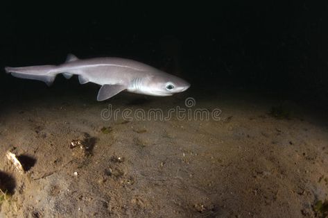 Six Gill Shark Pup. A young six gill shark pup starting out life on the ocean fl #Sponsored , #Ad, #paid, #Pup, #Gill, #Shark, #young Shark Pictures, Species Of Sharks, Bull Shark, Shark Art, Tiger Shark, Ocean Floor, On The Ocean, Below The Surface, Shark Week