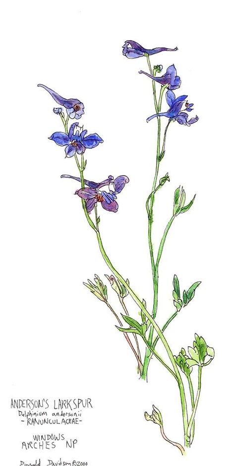 Bluebell Tattoo, Larkspur Flower Tattoos, Watercolor Flower Tattoo, Violet Flower Tattoos, Larkspur Tattoo, July Birth Flower, Larkspur Flower, Watercolor Tattoo Flower, Yahoo Answers