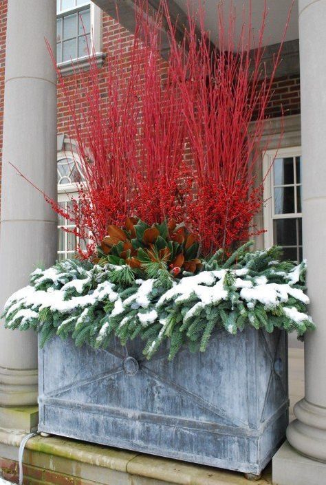 Stop! Don't Throw Away Those Decorative Holiday Twigs! — The Gardenist Red Twig Dogwood, Christmas Urns, Deborah Silver, Twig Dogwood, Architectural Plants, Winter Planter, Christmas Planters, Have Inspiration, Garden Containers