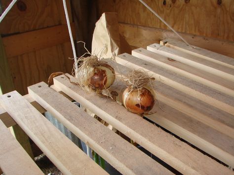 Papa's Onion Drying Rack Drying Onions From Garden, Vegetable Drying Rack Diy, Garlic And Onion Drying Rack, Garlic Drying Rack Diy, Onion Curing Rack, Drying Onions For Storage, Onion Drying Rack Diy, Garlic Drying Rack, Onion Drying Rack