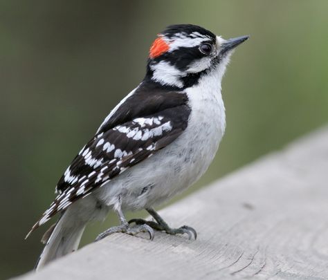 Downy Woodpecker, small woodpecker. The females do not have the small red patch at the back of the head. Downey Woodpecker, Downy Woodpecker, Brown Bird, Woodpeckers, Kinds Of Birds, Winter Bird, Backyard Birds, Bird Pictures, All Birds