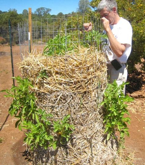 Why potato towers don't work! How to grow potatoes vertically in DIY wire cage, straw mound, bag, or wood box with big yields & best results. - A Piece of Rainbow backyard, garden, vegetable gardening ideas, small space tips, grow your own food, homestead, homesteading #spring #summer #verticalgarden #ediblegarden #vegetablegardening #backyard #gardens #gardening #urbangardening #gardendesign #gardenideas #containergardening #DIY #homestead #gardeningtips #growfood Potato Towers, Farm Vegetables, Potato Box, Grow Potatoes In Container, Gardening Inside, Potato Tower, Container Potatoes, Potato Planters, Potato Gardening