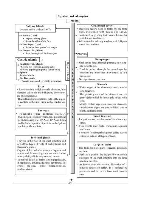 Biology Notes For Neet, Digestion And Absorption Mind Map, Digestion And Absorption Short Notes, Class 11 Biology Notes Digestion And Absorption, Class 12 Biology Notes Neet, Neet Exam Notes Biology Human Physiology, Digestion And Absorption Neet Notes, Neet Notes Biology Class 11, Digestion And Absorption Notes