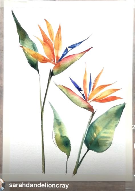 Watercolor Birds Of Paradise, Strelitzia Painting, Hawaiian Watercolor, Tropical Colonial, Paradise Painting, Floral Watercolor Paintings, Loose Watercolor, Watercolor Plants, Flower Bird