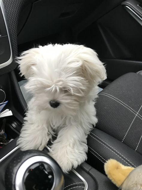 Cute White Dog Aesthetic, Maltese Puppy Aesthetic, Maltese Aesthetic, Maltipoo Full Grown, White Maltese Puppy, White Fluffy Puppies, White Yorkie, Dogs Maltese, Cute White Dog