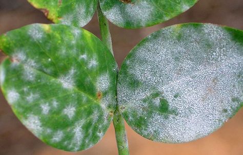 Plant fungus treament Garden Remedies, Plant Fungus, Garden Pest Control, Plant Problems, Powdery Mildew, Plant Diseases, Garden Pests, Outdoor Plants, Fruit Trees