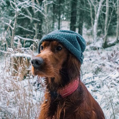 Hipster dog Dog And Me, Cool Pet Names, Hipster Dog, Irish Setters, Cute Dog Photos, Hiking Dogs, Dog Adventure, Pet Name, Irish Setter