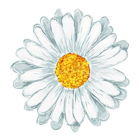 Daisy Flower Drawing, Daisy Drawing, Daisy Art, Daisy Tattoo, Daisy Painting, White Daisy, Flower Clipart, Sketch Painting, Art And Illustration