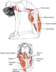 Warm up! | Dance Yoga Muscles, Mental Stability, Yoga Anatomy, Camel Pose, Yoga Posen, Bikram Yoga, Yoga Exercises, Pose Yoga, Ashtanga Yoga