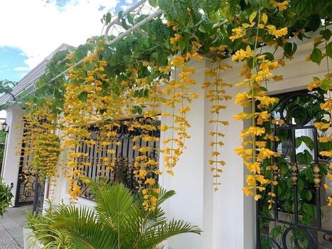 Garden Creeper Ideas, Balcony Creeper Plants, Flower Garden Images, Creepers Plants, Creative Garden Decor, Vegetable Garden Planner, Diy Garden Fountains, Cottage Garden Design, Flower Pots Outdoor