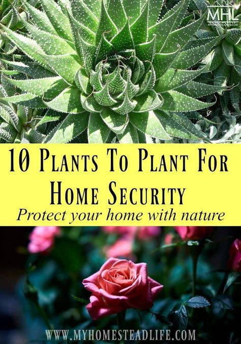 security-plants-home-protection-hoome defense Security Landscaping, Plants For Protection, Grimoire Notes, Home Security Ideas, Protection Plants, Thorny Bushes, Protection For Home, House Security, Security Awareness